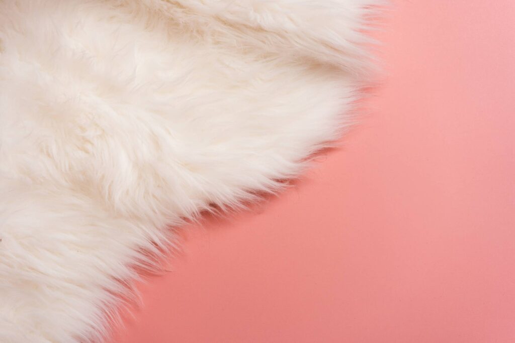 White Fur on Pink Background Free Photo