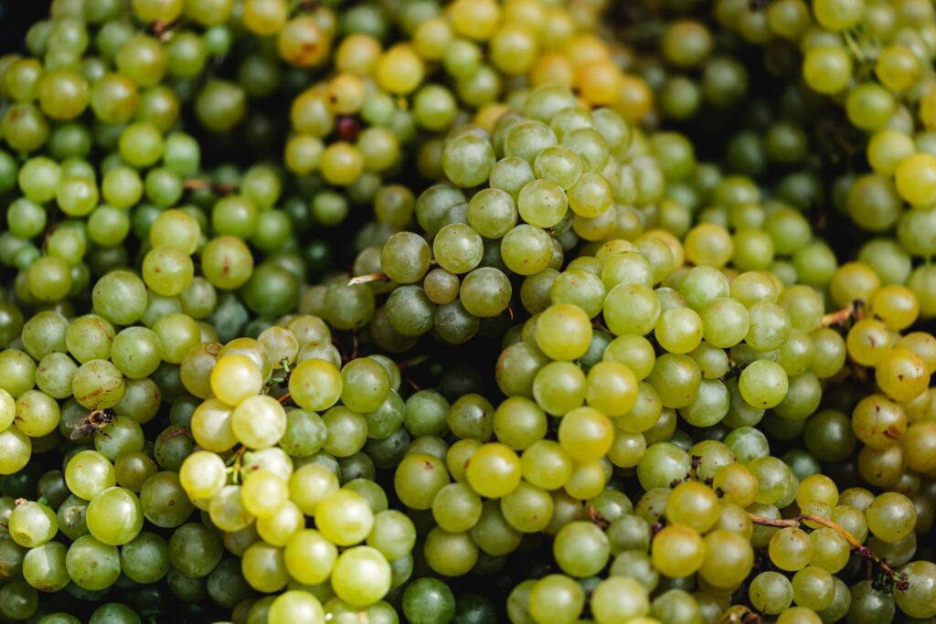 White Grape Wine Harvest Free Photo