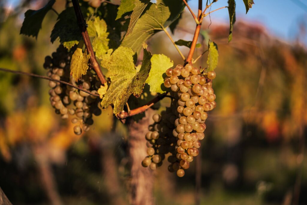 White Grapes before Harvest Free Photo