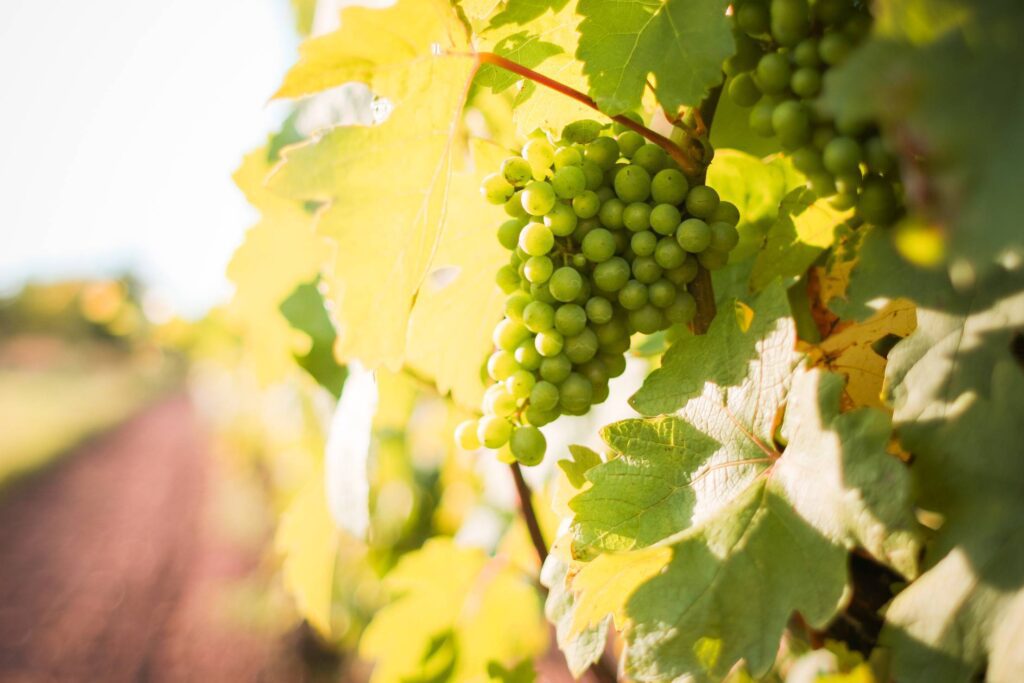 White Grapes Grapevine in a Vineyard Free Photo