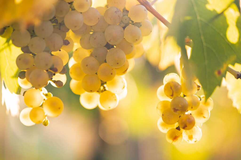 White Grapes in Vineyard Free Photo