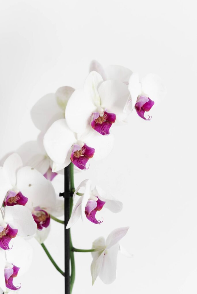 White Orchid Flower Close Up Free Photo