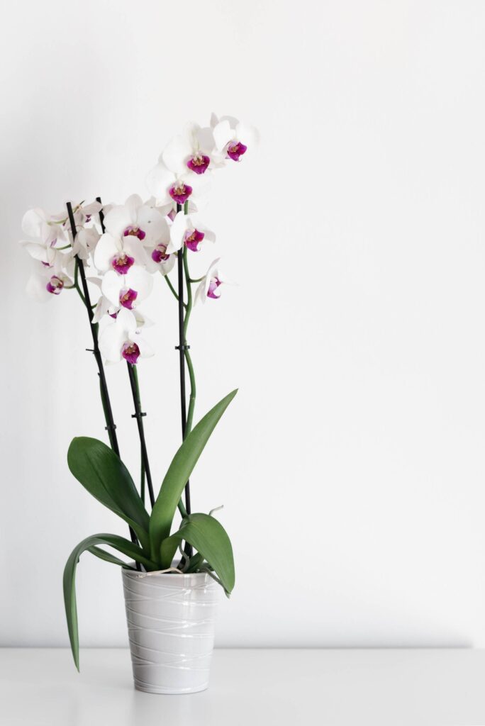 White Orchid in a Flowerpot Free Photo