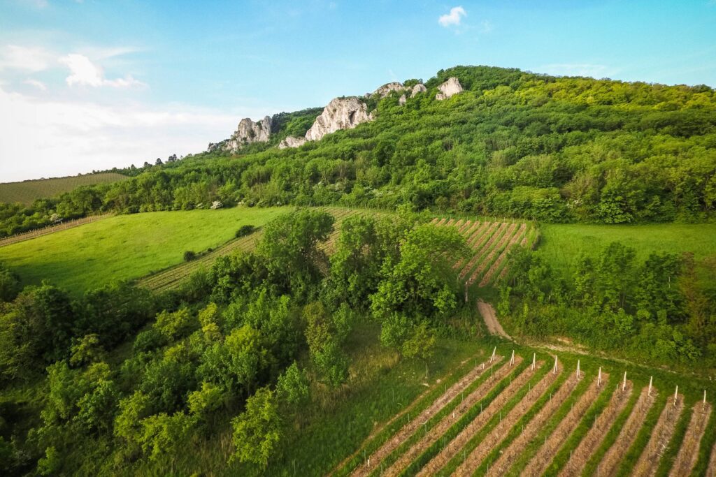 White Rocks in The Woods Over The Vineyard Free Photo