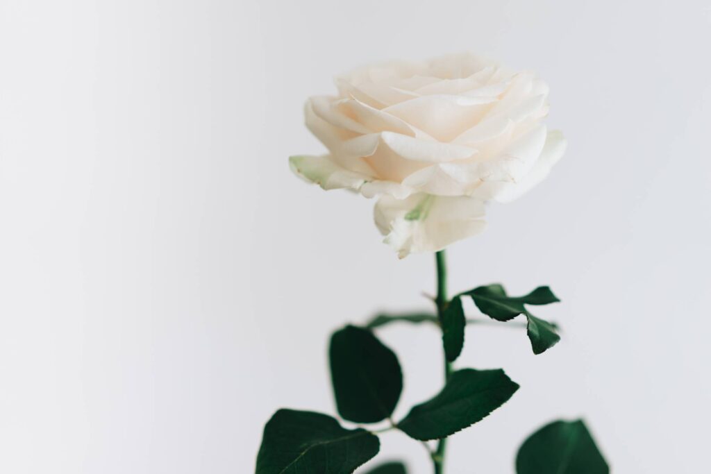 White Rose Free Photo