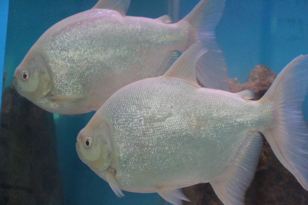 White Silver Fish Couple Stock Free