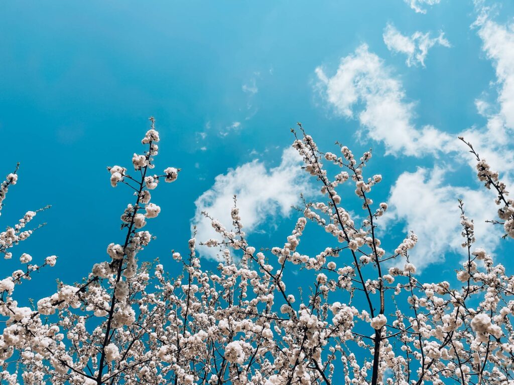 White Spring Blooms Against Blue Sky Free Photo