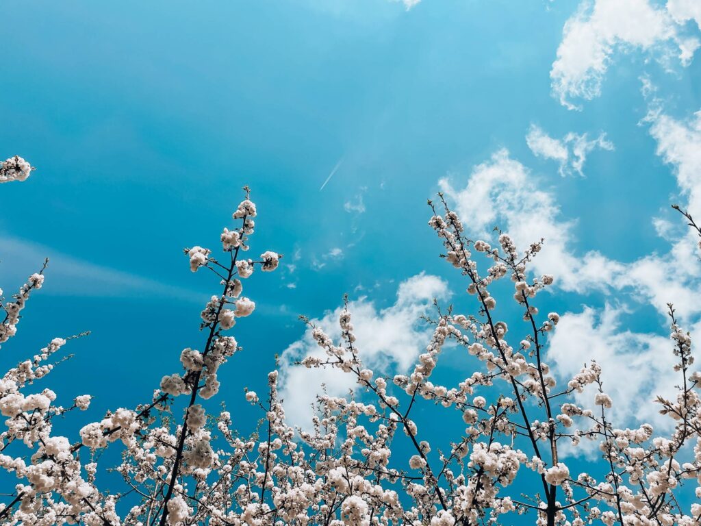 White Spring Blooms Against Bright Sky Free Photo