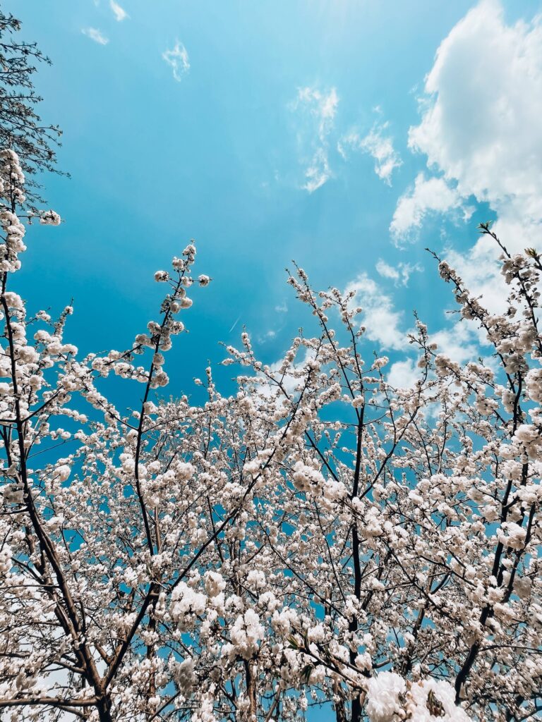 White Spring Blooms Vertical Free Photo