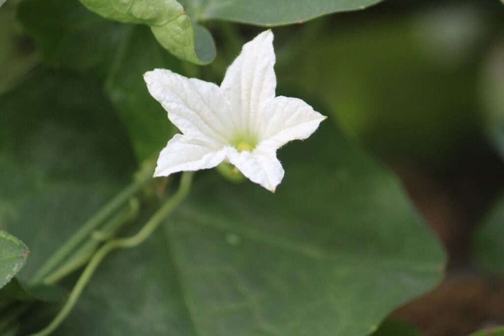 White Star Shape Flower Stock Free