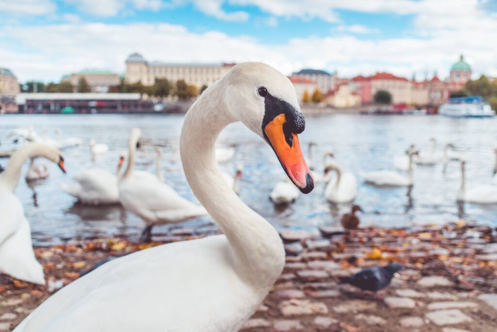 White Swan Suspiciously Checking My Camera Free Photo