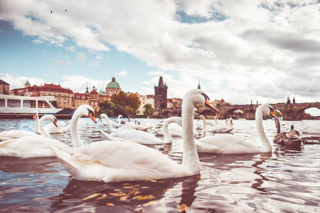 White Swans near Charles Bridge in Prague #2 Free Photo