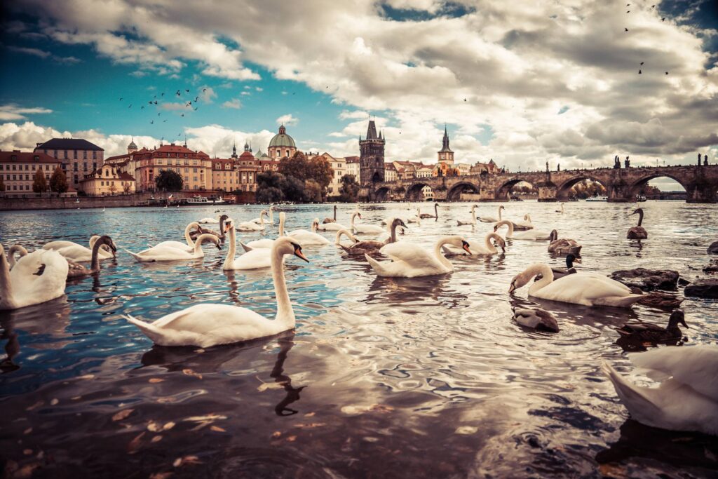 White Swans near Charles Bridge in Prague Free Photo