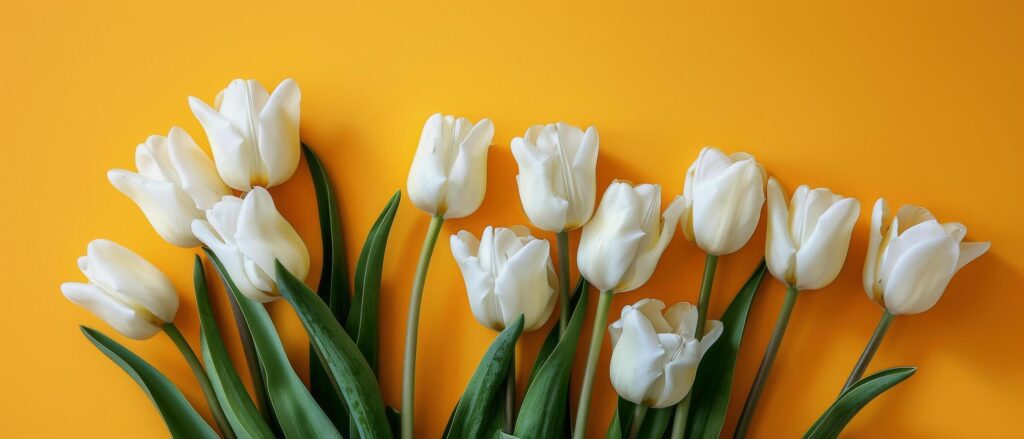 White Tulips Arranged on Yellow Background Stock Free