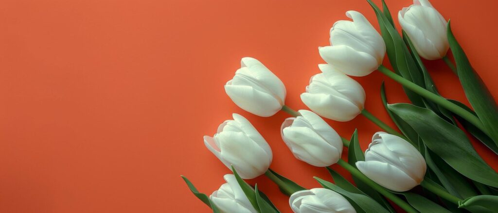 White Tulips on Orange Background Stock Free