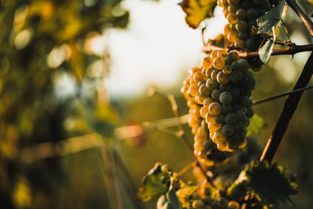 White Wine Grapes During Sunset Free Photo