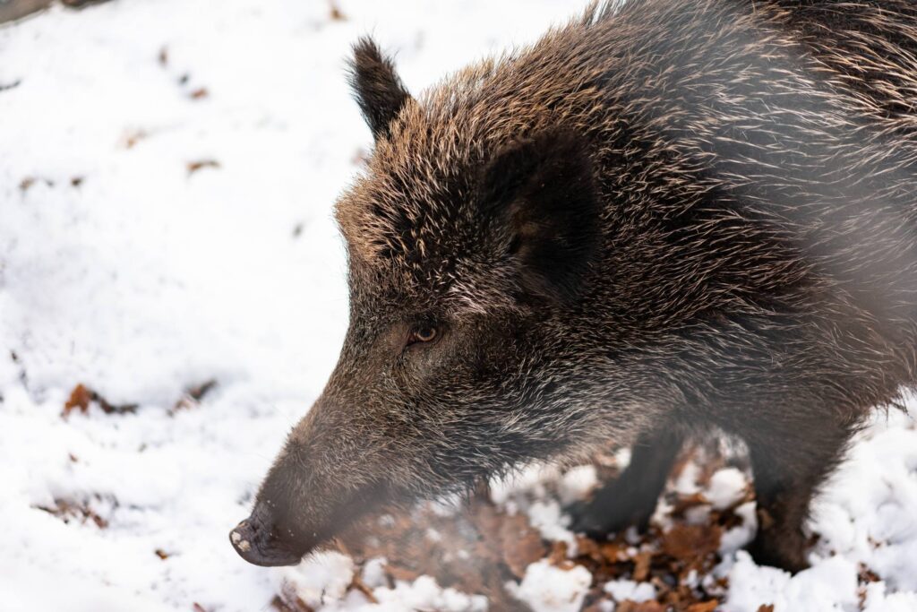 Wild Boar Free Photo