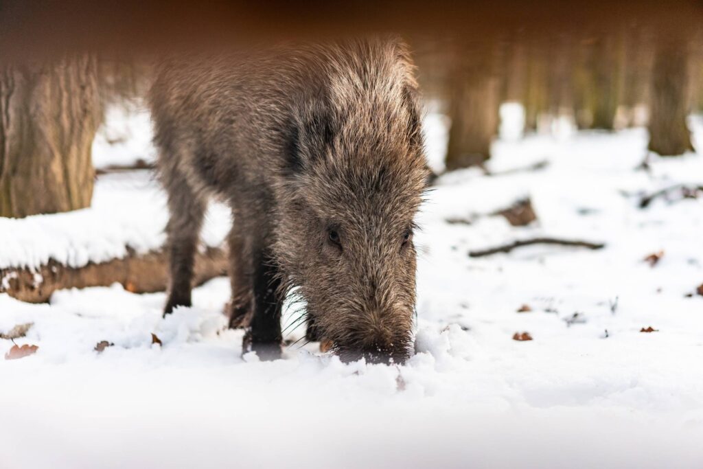 Wild Boar in Snow Free Photo