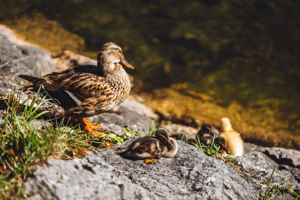 Wild Duck with Cubs Free Photo