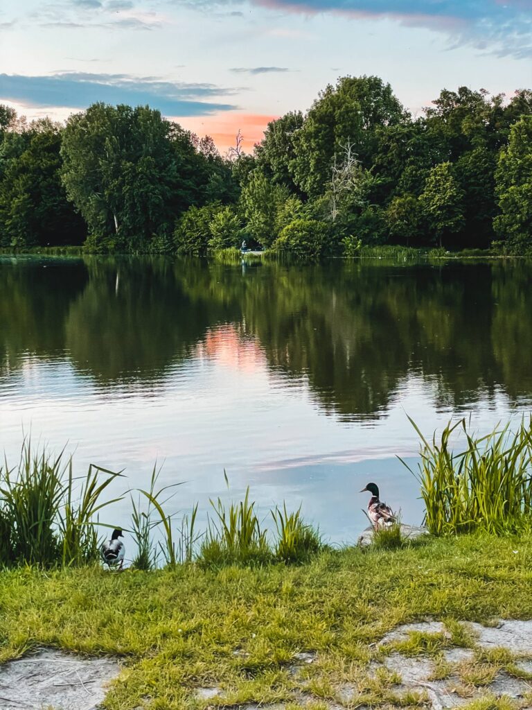 Wild Ducks by the Pond Free Photo