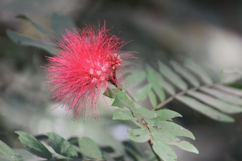 Wild Thorny Flower Stock Free