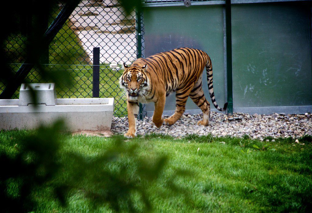 Wildlife Tiger Free Stock HD Photo