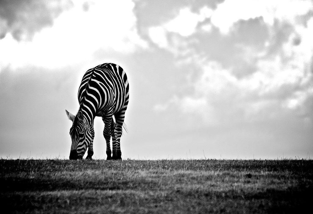 Wildlife Zebra Eating Black White Free Stock HD Photo