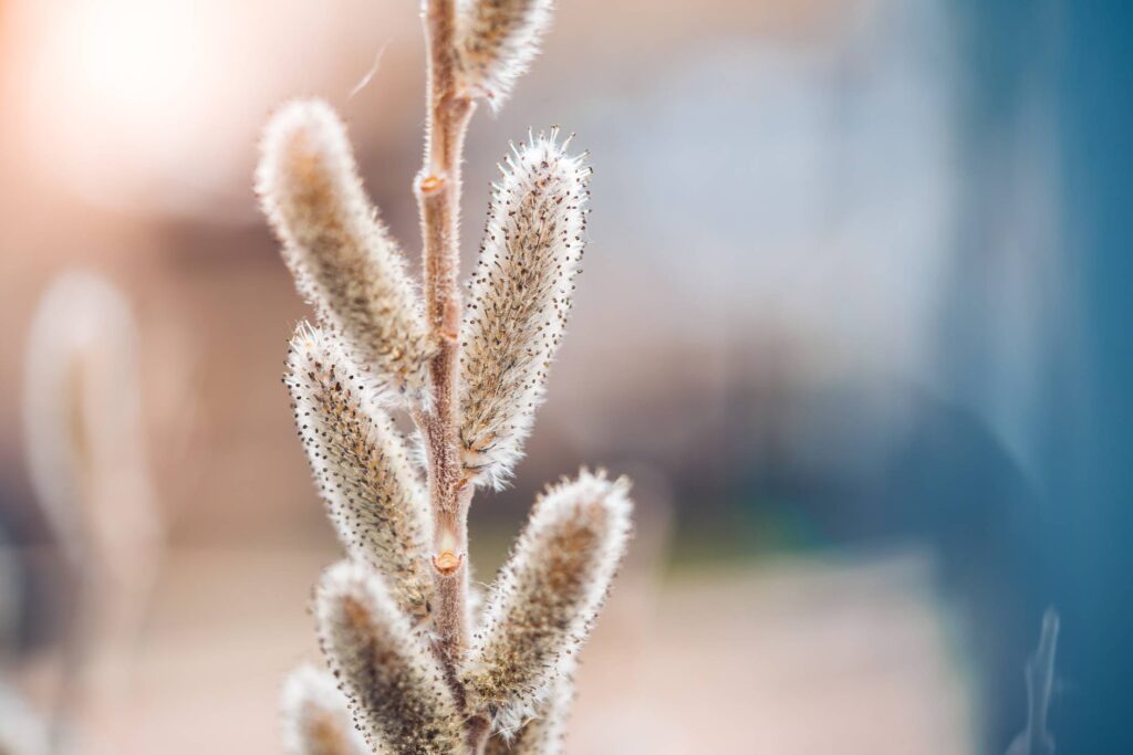 Willow Buds Free Photo