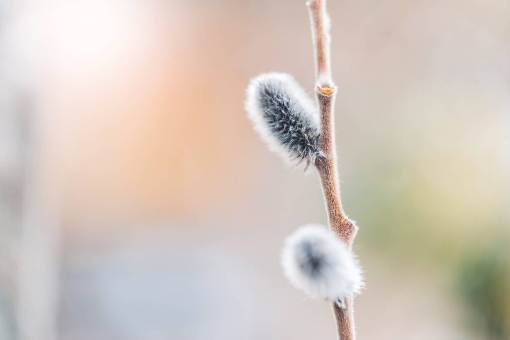 Willow Cats Salix Caprea Close Up Free Photo