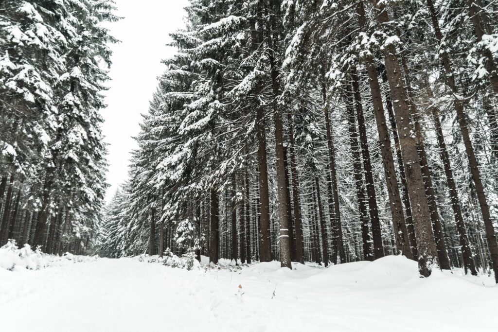 Winter Forest Covered with Snow Free Photo