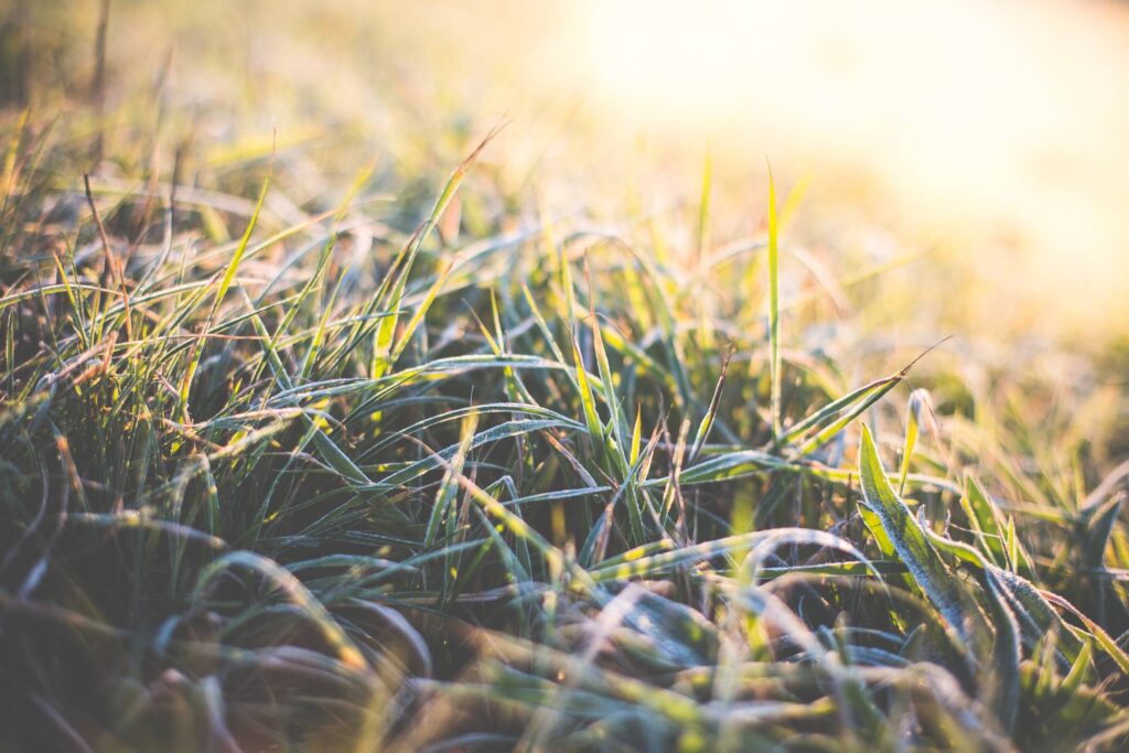 Winter Morning Grass Covered with Hoarfrost Free Photo