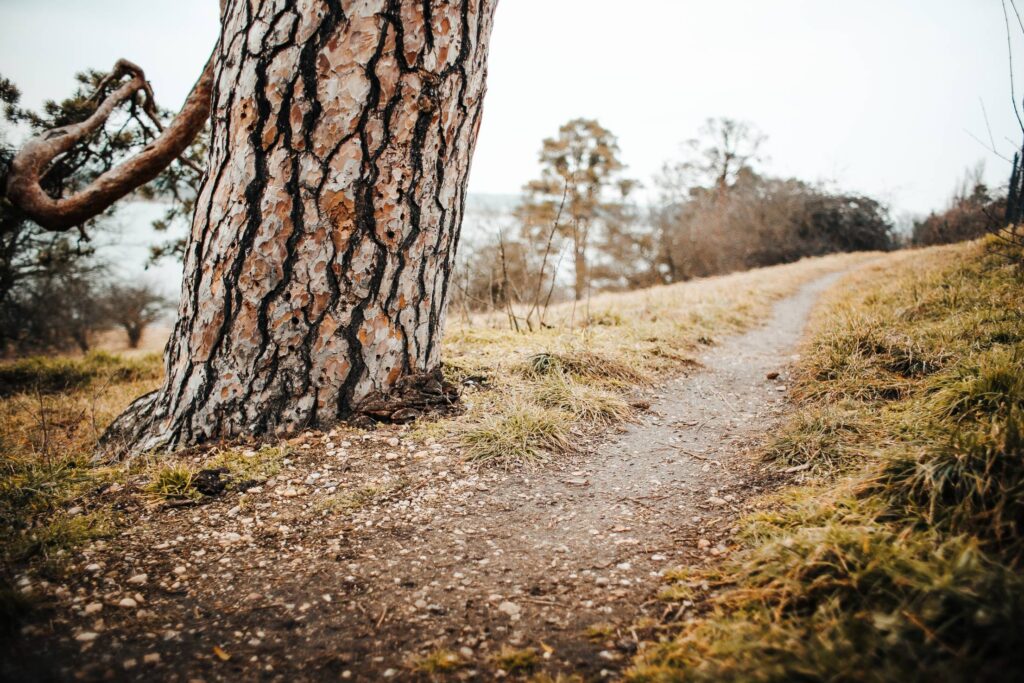 Winter Path Beside a Tree Free Photo