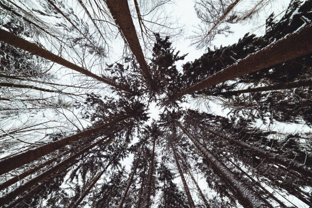 Winter Treetops from Below Free Photo