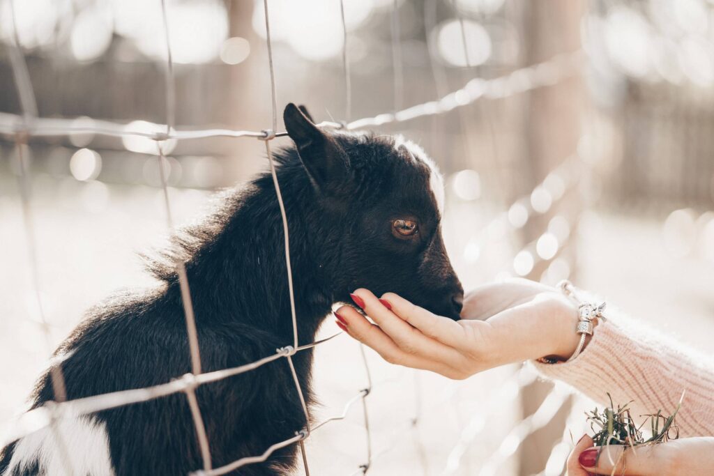 Woman Feeding a Baby Goat Free Photo