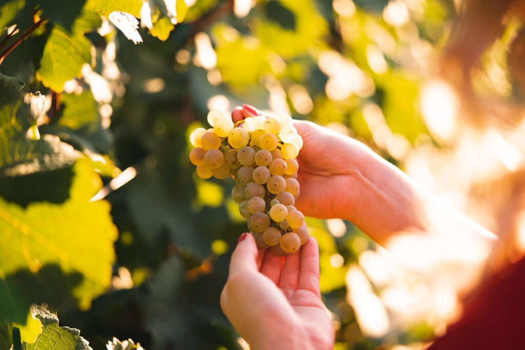 Woman Holding a Bunch of Grapes Free Photo