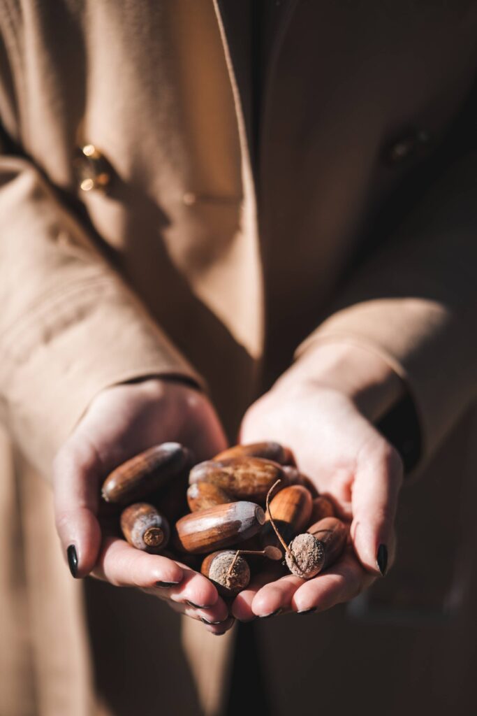 Woman Holding Acorns in Her Hands Free Photo