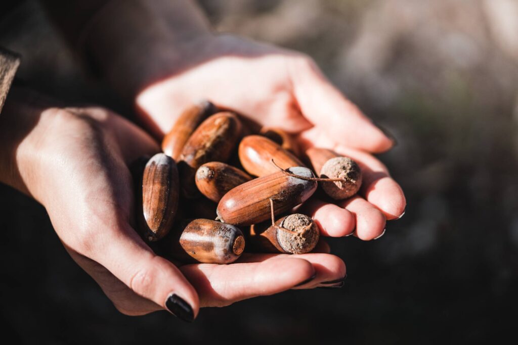 Woman Holding Acorns in Her Palms Free Photo