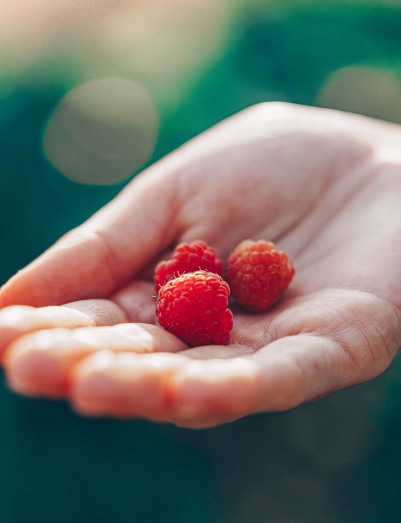 Woman Holding First Raspberries in Her Palm Free Photo