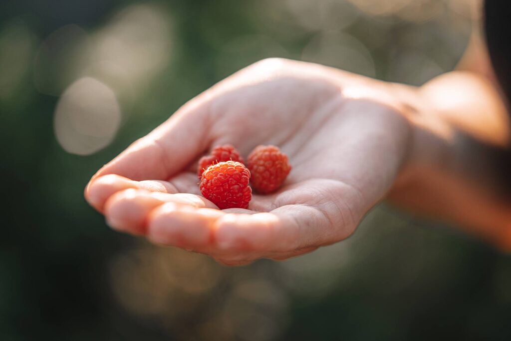 Woman Holding Raspberries Free Photo