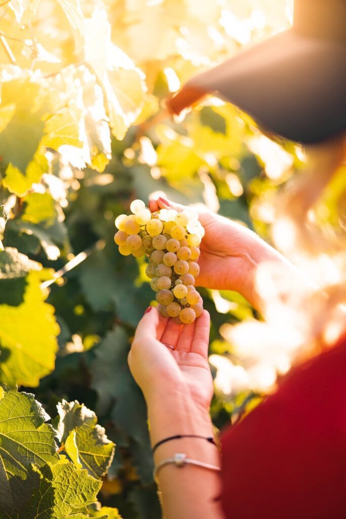 Woman Holding Ripe White Grapes Free Photo