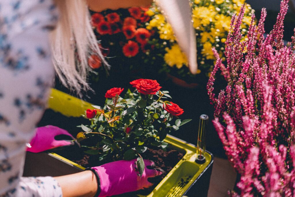 Woman Planting Roses in a Flowerpot Free Photo