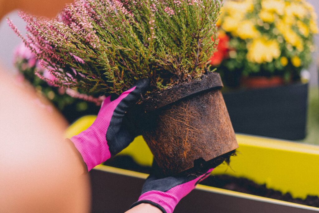 Woman Repotting Flowers Free Photo