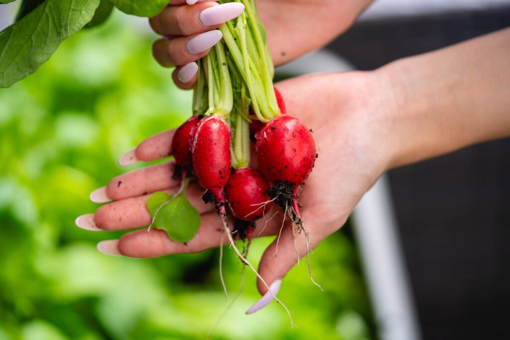 Woman Showing Freshly Harvested Radishes Free Photo