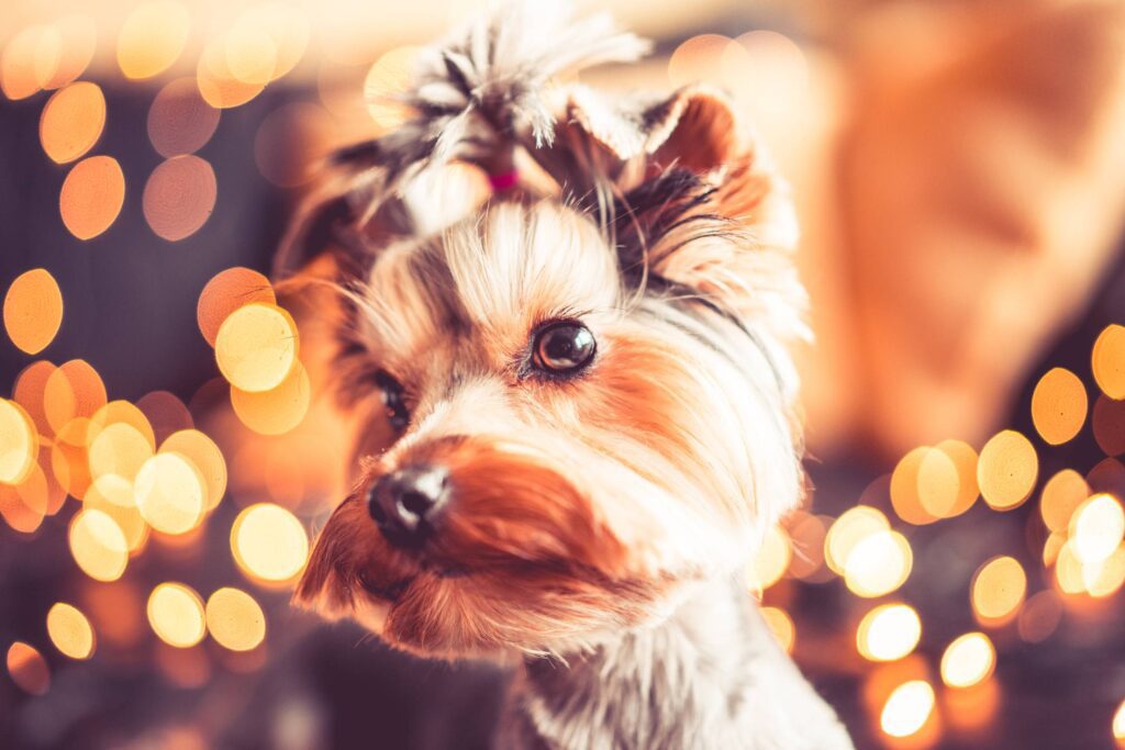 Wonderful Christmas Portrait of Cute Yorkshire Terrier Free Photo