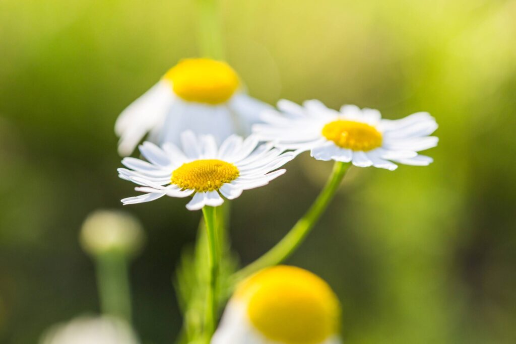 Wonderful Daisies with Bright Background Free Photo