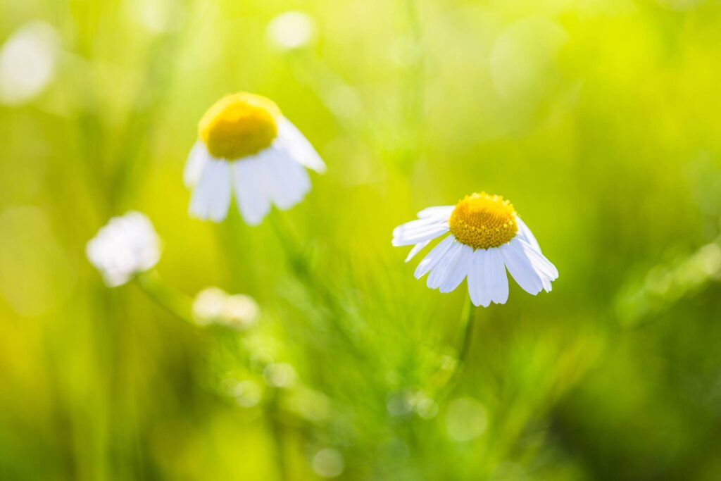 Wonderful Daisy with Bright Background Free Photo