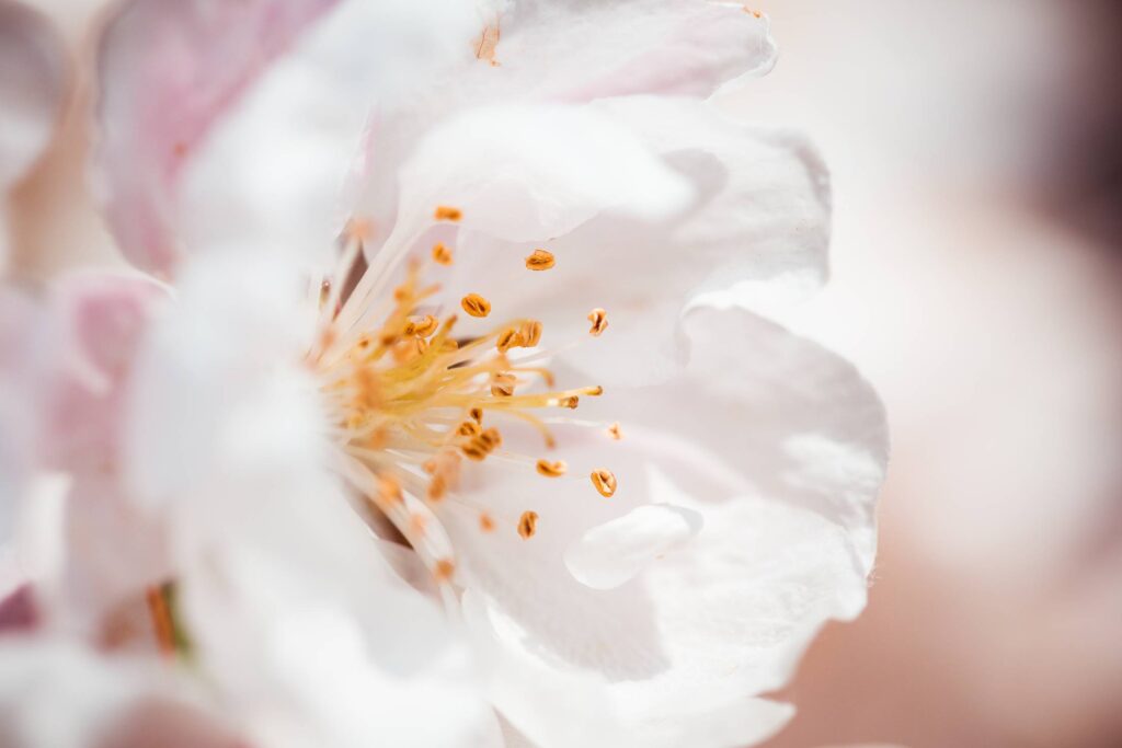 Wonderful Spring Bloom Close Up Free Photo