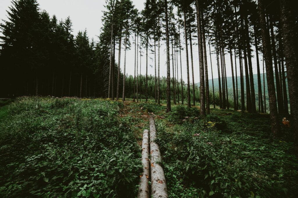 Wood Logs in Forest Free Photo