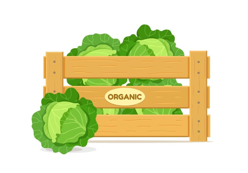 Wooden box with cabbage. Vegetable crate icon. Vector illustration isolated on white background. Stock Free