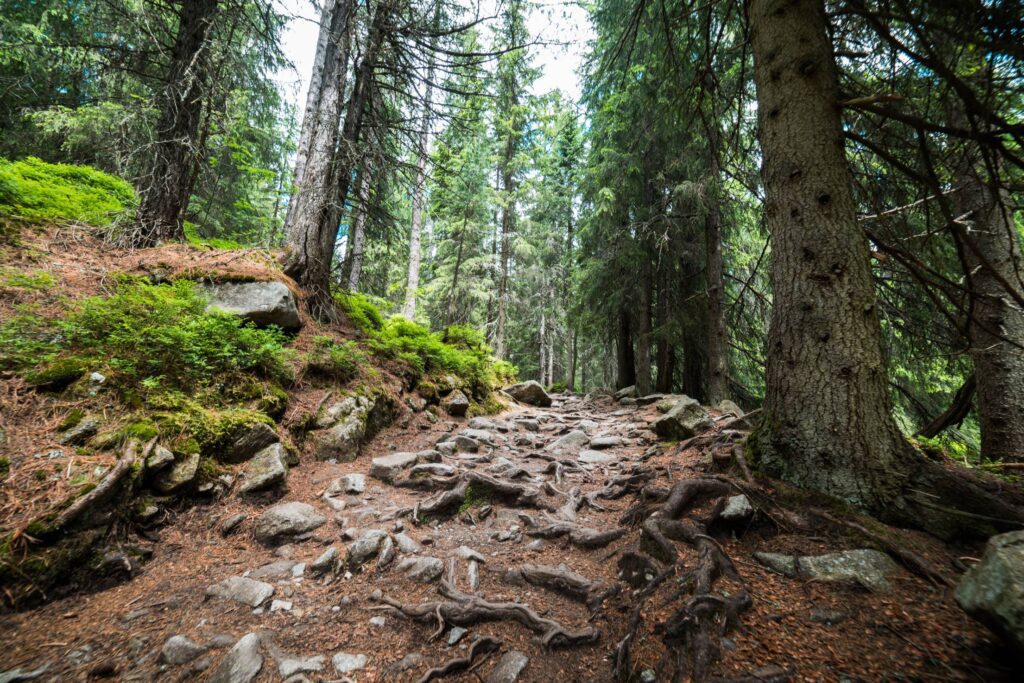 Woods Pathway Forest Trail Free Photo